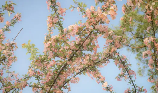 С԰��׷��app�����������