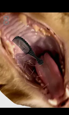 ��è��ë(è����ëС��Ϸ)v1.0 �ٷ������ͼ